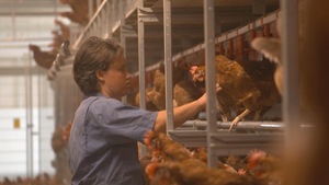 Mireille Leroux s'occupe chaque jour de ses poules pondeuses.