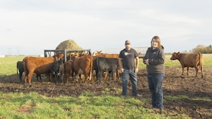 Les agriculteurs Joanie Courchesne et Claude Labbé dans leur champ avec leurs bovins.