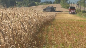 Une moissonneuse récolte des céréales sur une terre agricoles de Saint-Eugène-de-Guigues.