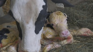 Un veau nouveau-né auprès de sa mère.