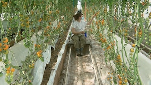 Une jeune agricultrice dans les rangs d'une serre de production de tomates cerises.
