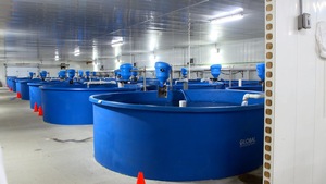 Des bassins d'aquaculture.