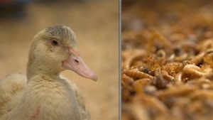 Un canard biologique qui se nourrit de vers de farine.