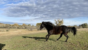 Plus de 240 000 chevaux sauvages ont été placés en adoption depuis 1971.