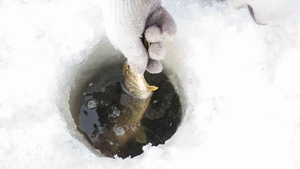 Un pêcheur remet un poisson à l'eau lors d'une journée de pêche sur glace sur le lac Minnedosa, au Manitoba, le 14 janvier 2023.