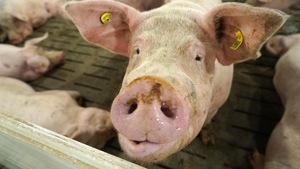 Plusieurs producteurs de porcs du Québec ont perdu des animaux cet été en raison de la chaleur.