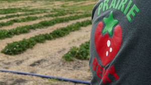 chandail affichant le nom de la compagnie Prairie Berry avec un champ de fraises en arrière-plan