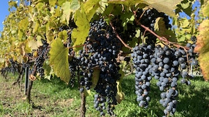 Des raisins sur une vigne