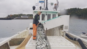 Bateau de pêche à la sardine au Nouveau-Brunswick.