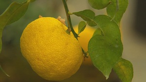 Yuzu ce drôle de citron.