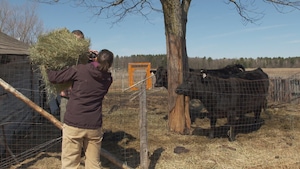 Un couple donne du foin à leur vaches dans un enclos.
