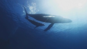 Image sous-marine d'une baleine et son petit.