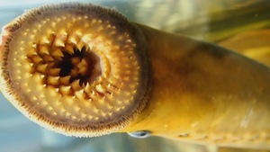 Gueule d'une lamproie marine avec plusieurs rangées de dents et une langue fourchue.