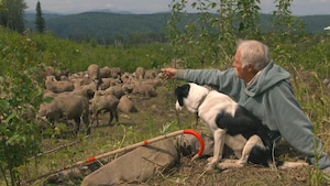Un berger et son chien veille sur un troupeau de moutons dans une forêt de la Colombie-Britannique