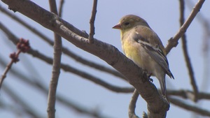 Chardonneret avec son plumage d'hiver perché dans un arbre au printemps.