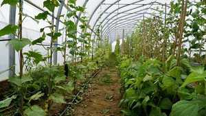 Une serre où grandissent plusieurs variétés de légumes.