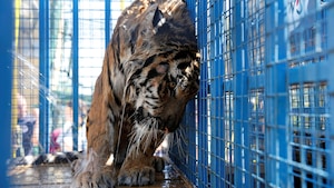 Un tigre, qui est mouillé, est vu dans une cage. Il a la tête accotée sur le grillage.