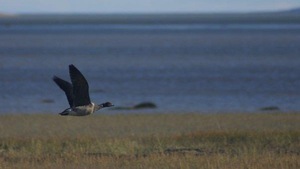 Une bernache cravant en plein vol le long d'un rivage sur la Côte-Nord.