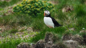 Le macareux moine fait partie des oiseaux qui font leur nid sous terre.