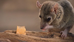 Un opossum à queue courte mange sur une branche.