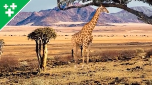 Faits fascinants sur les girafes
