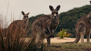 Le kangourou gris 