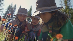 La vie secrète des fourmis