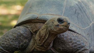 La tortue d'aldabra