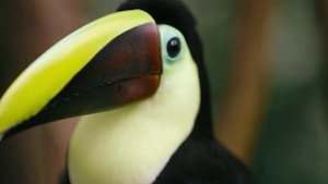 Chanson Roi toucan