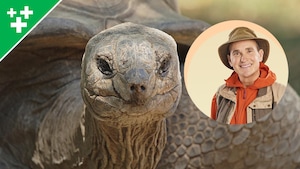 Arthur au Zoo : La tortue d'Aldabra