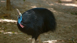 Les animaux australiens : le casoar à casque