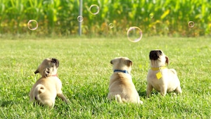 Les bulles