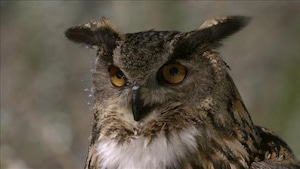 Des animaux débrouillards en hiver