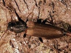 Le longicorne brun de l'épinette Le longicorne brun de l'épinette