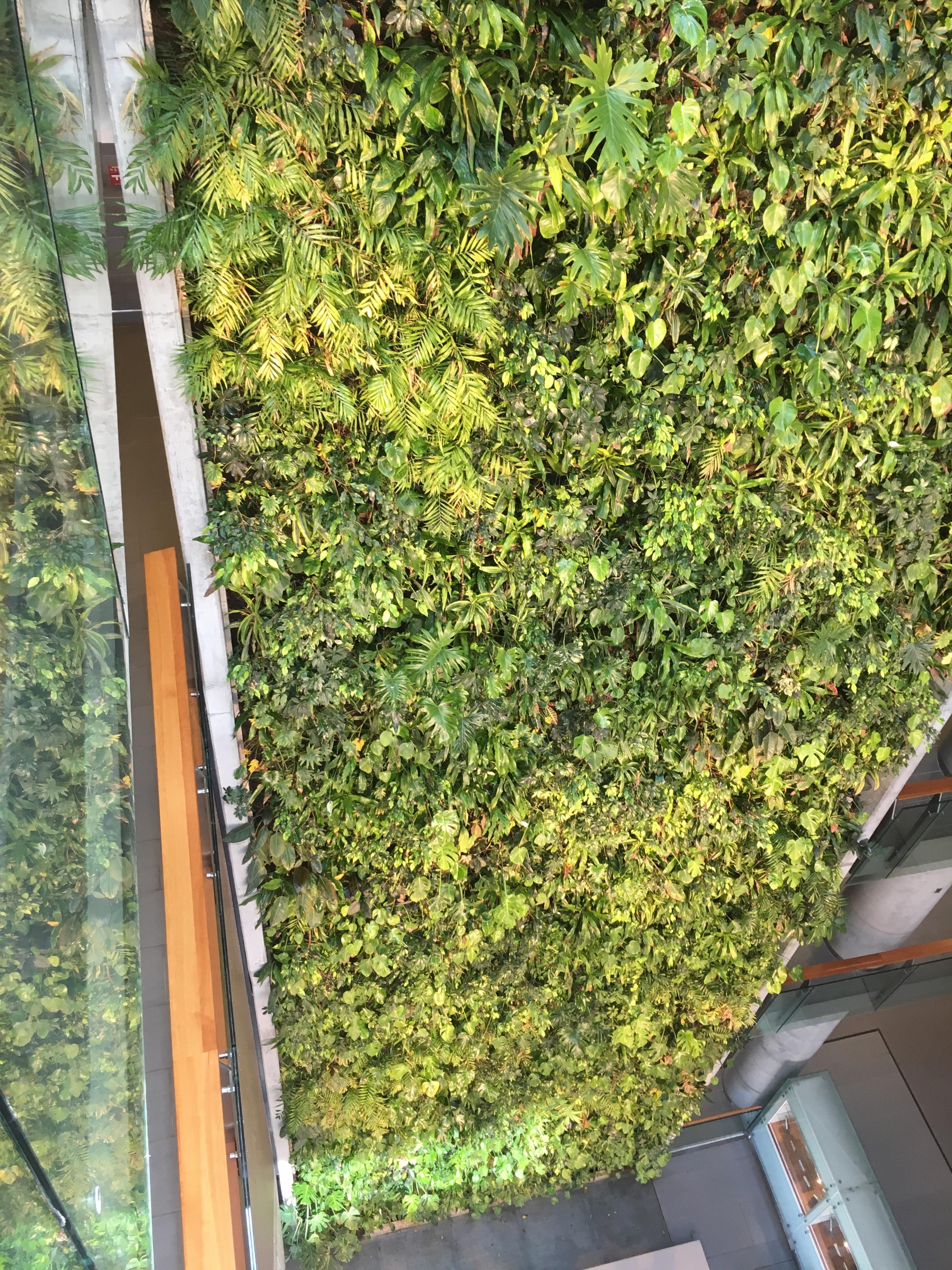 Un mur végétal vu de haut. Un mur végétal vu de haut.