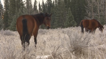 Les chevaux sauvages de l'Alberta