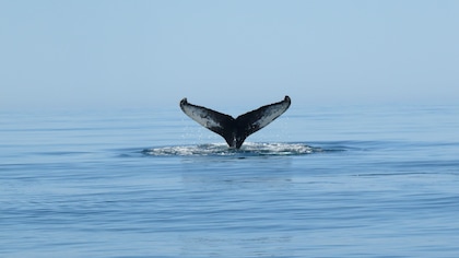 La queue d'une baleine à bosses qui plonge dans l'océan.