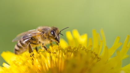Les abeilles : nos meilleures alliées, comment et pourquoi les protéger?