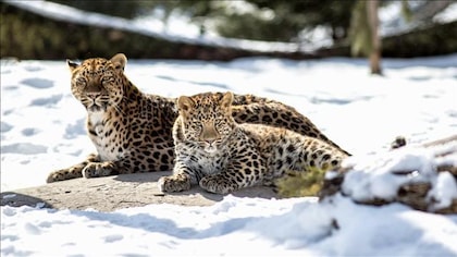 Deux léopards couchés dans la neige