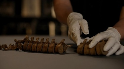 Deux mains avec des gants en latex qui manipulent des os d'un squelette.