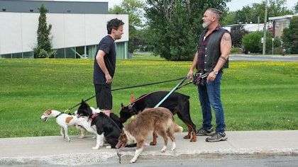 un homme promène plusieurs chiens.