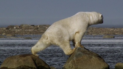 Un ours polaire a grimpé sur des roches sur le bord de l'eau.