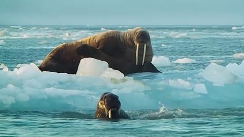 Des morses dans la mer, qui contient des blocs de glace. Des morses dans la mer, qui contient des blocs de glace.