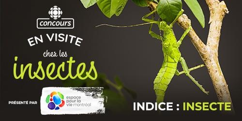 Concours Radio-Canada : En visite chez les insectes - Indice : insecte (en lien avec l'émission Les poilus) (présenté par Espace pour la vie Montréal)