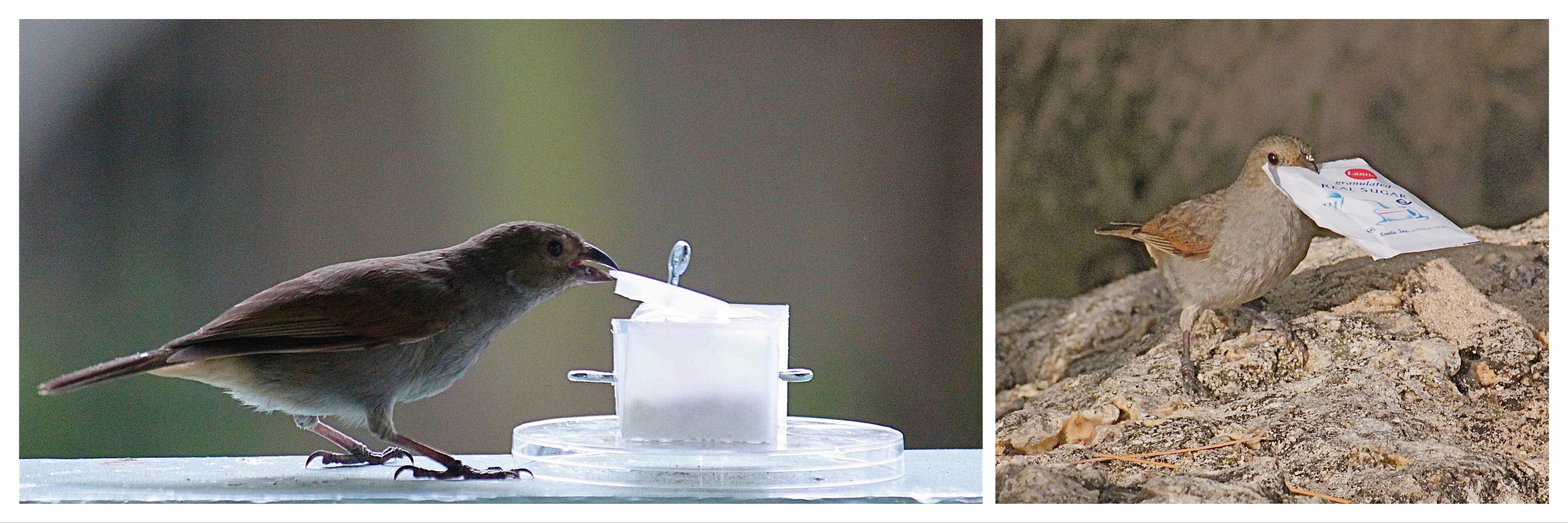 Un sporophile de la Barbade résout un problème expérimental / Une innovation réalisée par un sporophile de la Barbade en nature : l’ouverture de sachets de sucre Un sporophile de la Barbade résout un problème expérimental / Une innovation réalisée par un sporophile de la Barbade en nature : l’ouverture de sachets de sucre