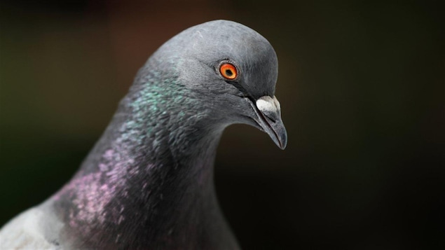 Les pigeons meilleurs que les humains en mode multitâche