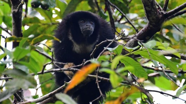 Un singe mange des fruits dans un arbre.