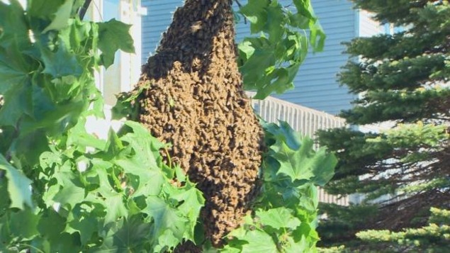 Une énorme nuée d'abeilles. Une énorme nuée d'abeilles.