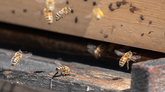 Des abeilles dans une ruche.