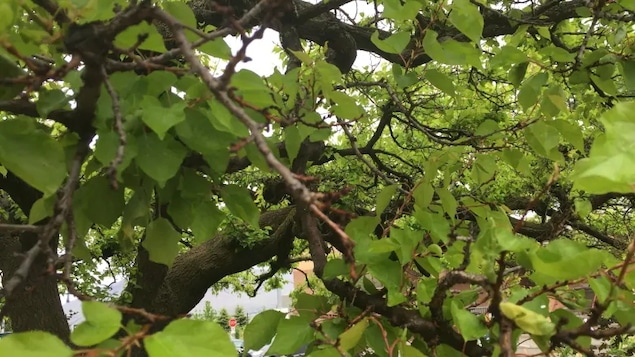 Un abricotier dénudé de fruit.